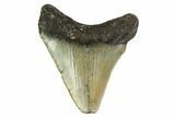 Juvenile Megalodon Tooth - North Carolina #147329-1